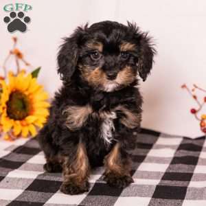 Barry, Bernedoodle-Munchkin Puppy